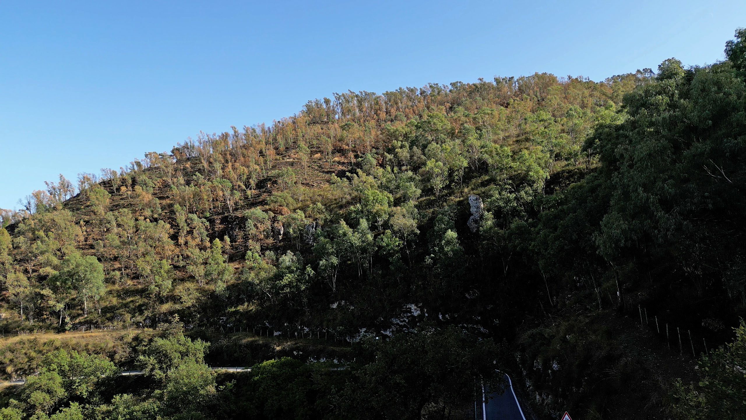 La montagna con alberi